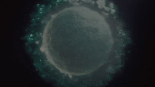 Backdrop do filme: Marty Supreme