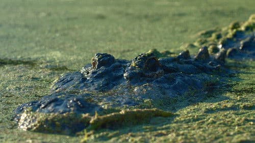 Backdrop do filme: 13 Dias no Lago da Morte