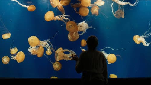 Backdrop do filme: Criaturas Extraordinariamente Brilhantes