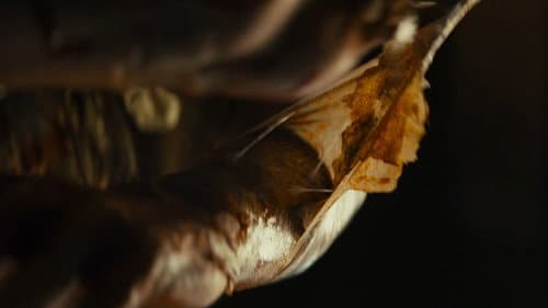 Backdrop do filme: Maldição da Múmia