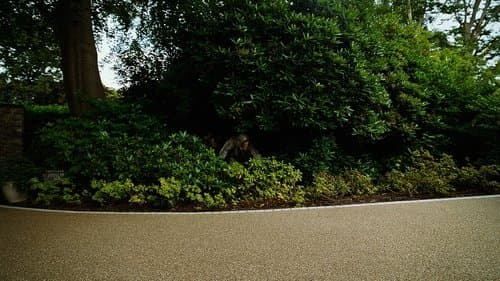 Backdrop do filme: Bugonia