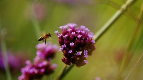 Backdrop do filme: Bugonia