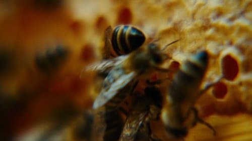 Backdrop do filme: Bugonia