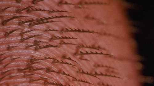 Backdrop do filme: Homem-Aranha