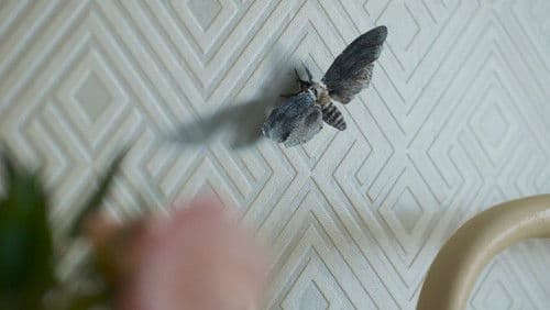 Backdrop do filme: Terror em Silent Hill: Regresso Para o Inferno