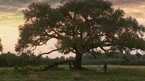 Backdrop do filme: Forrest Gump: O Contador de Histórias